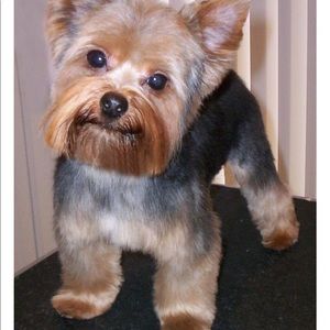 Meet your Posher, Tracy